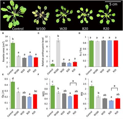 Light Quality Modulates Plant Cold Response and Freezing Tolerance